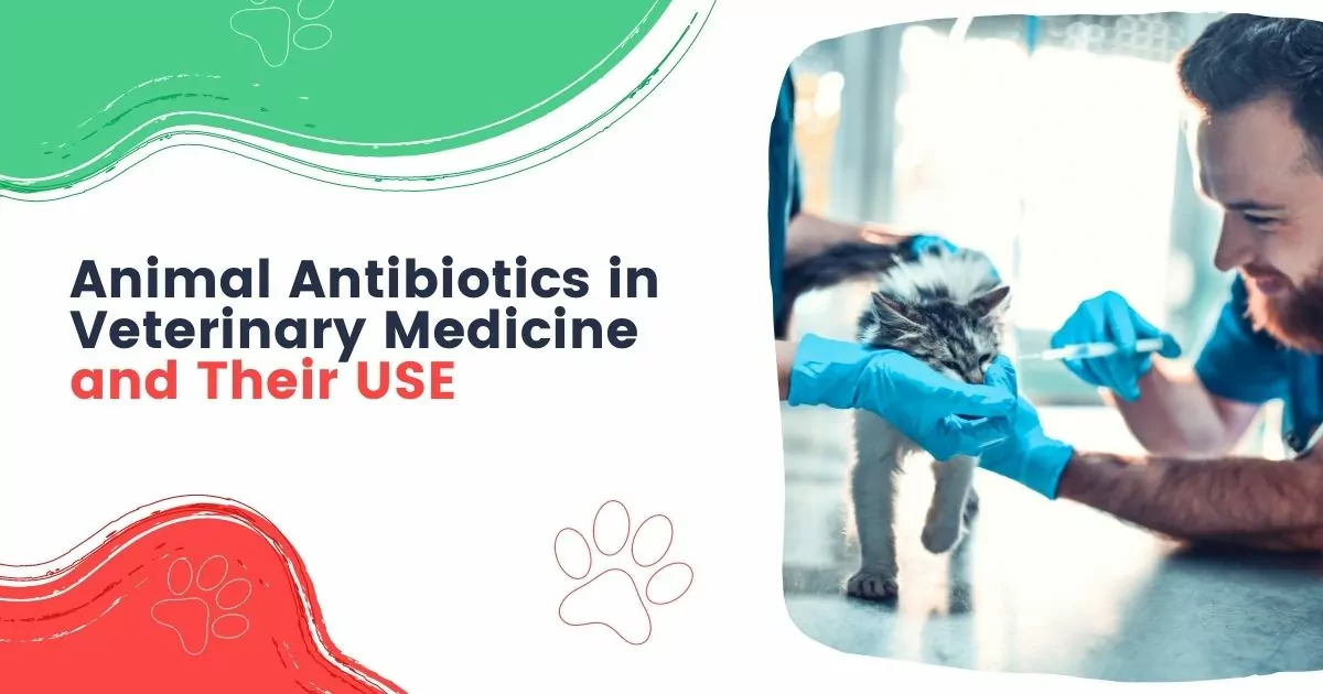 animal antibiotics