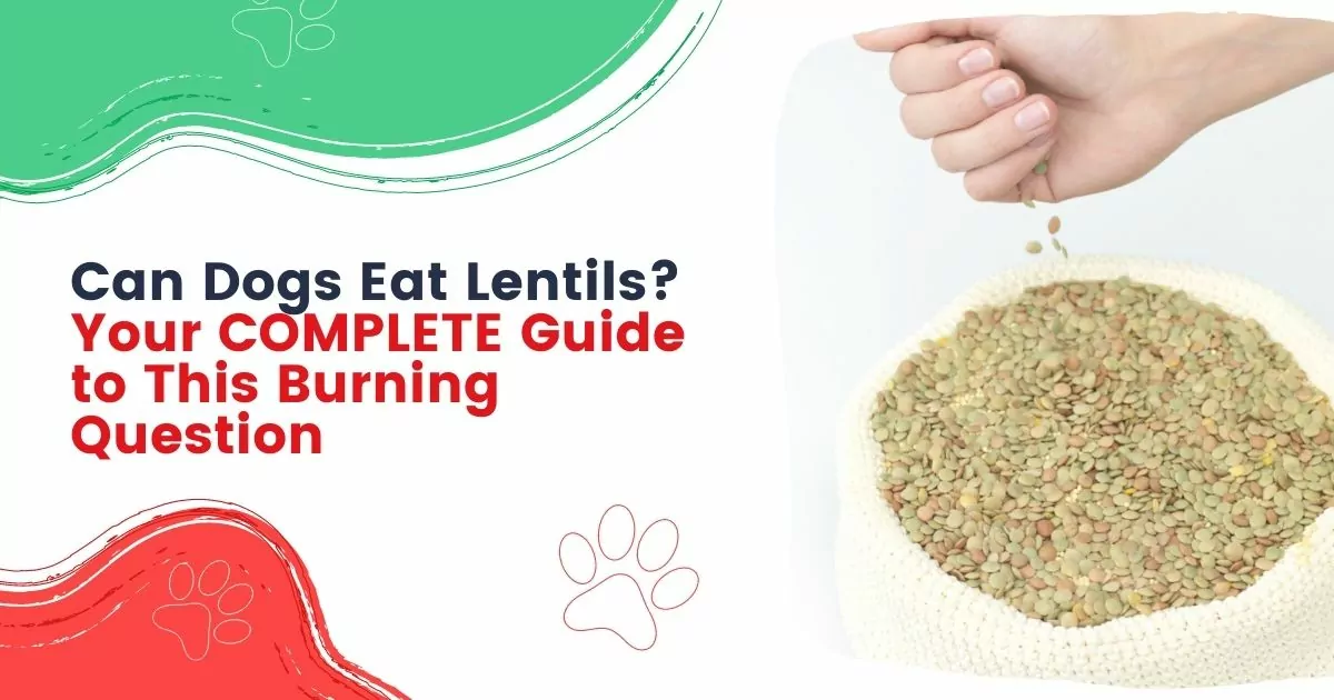can dogs eat lentils