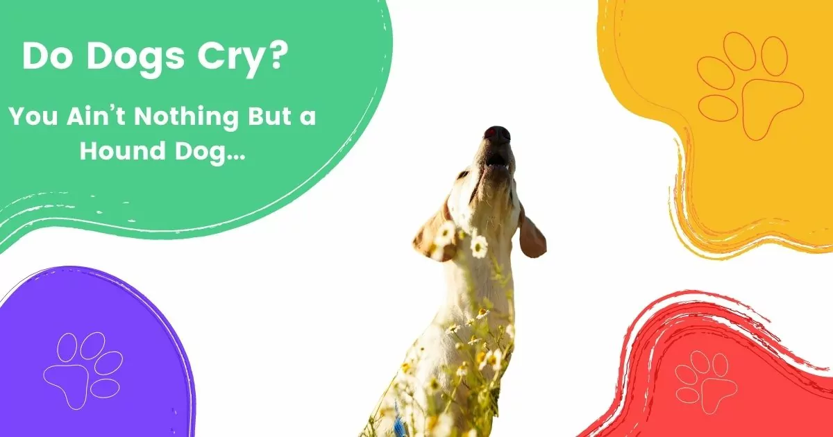 Do Dogs Cry I Love Veterinary - Blog for Veterinarians, Vet Techs, Students