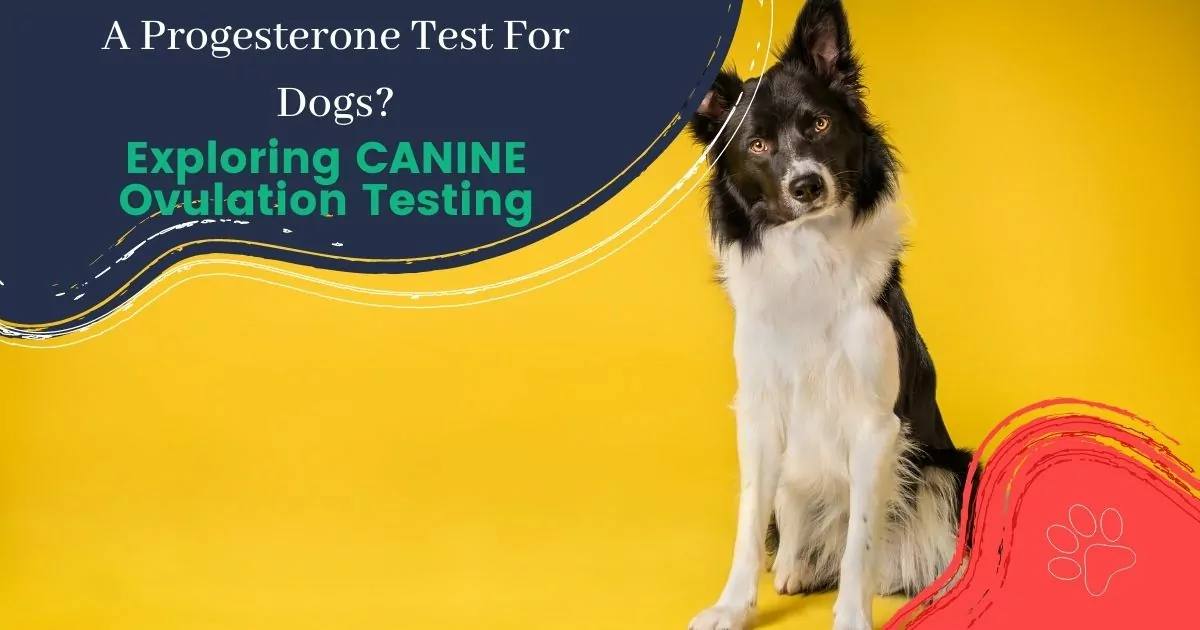 Progesterone Test For Dogs