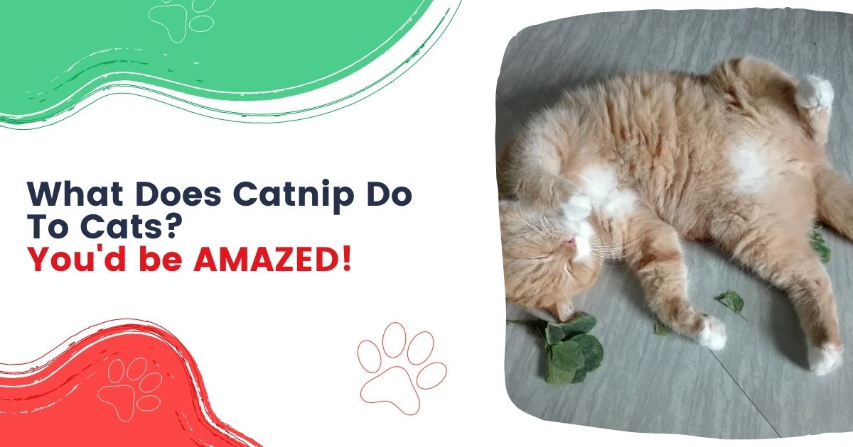 What Does Catnip Do to Cats