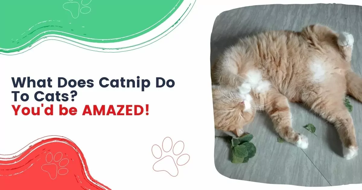 What Does Catnip Do to Cats