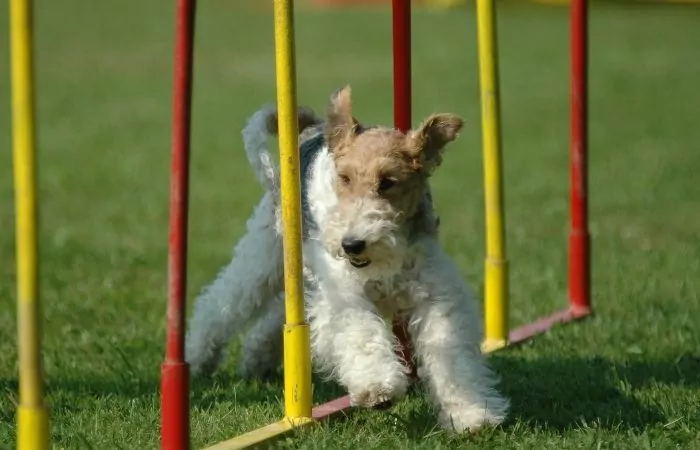 Wire haired Fox Terrier on an agility course