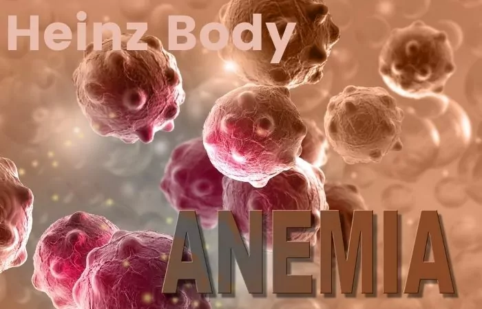 heinz body anemia sign