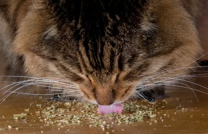 what does catnip do to cats