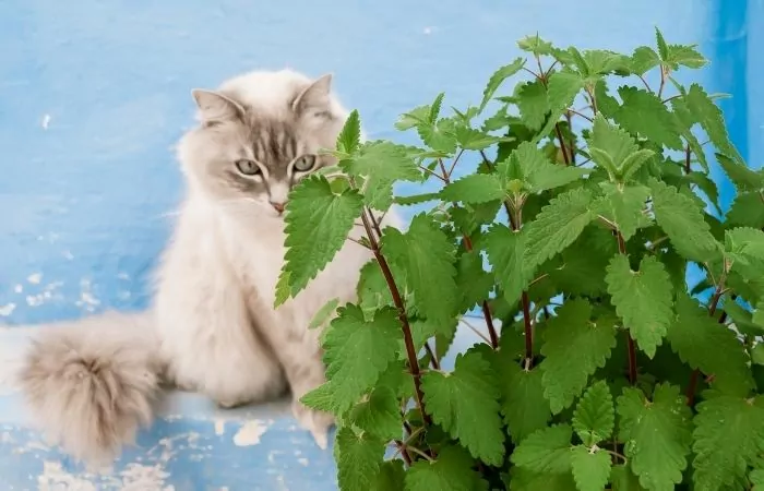 white cat looking at catnip plant