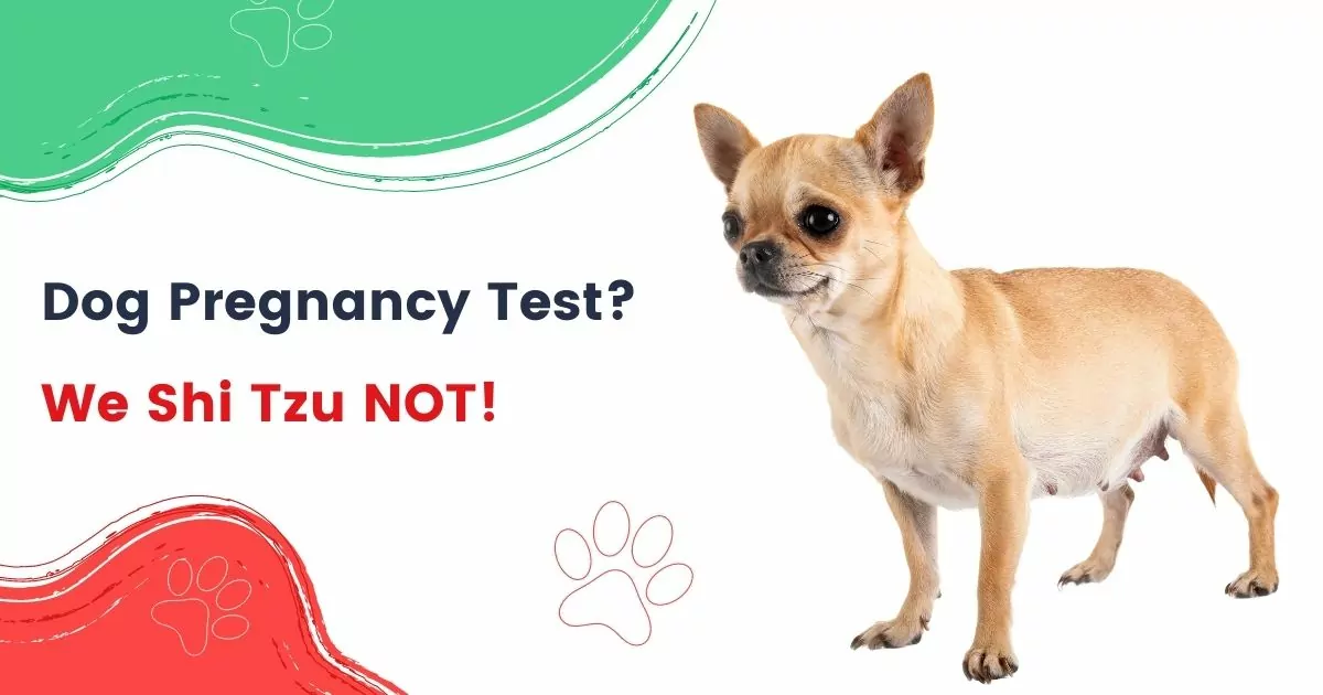 dog pregnancy test