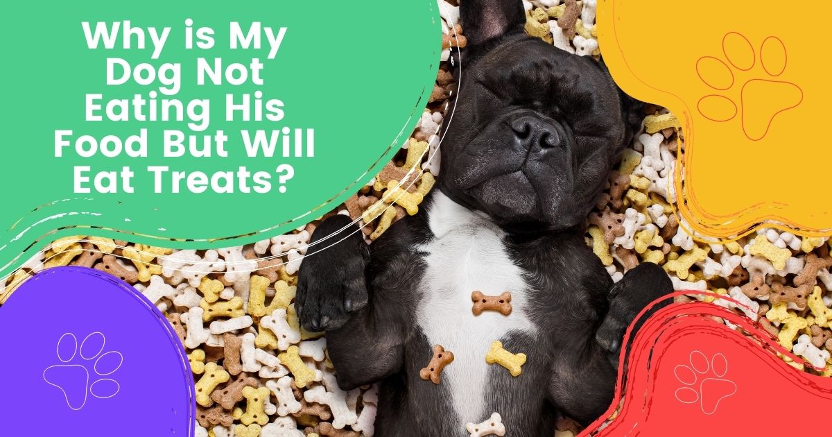 Why is My Dog Not Eating His Food But Will Eat Treats? - I Love Veterinary