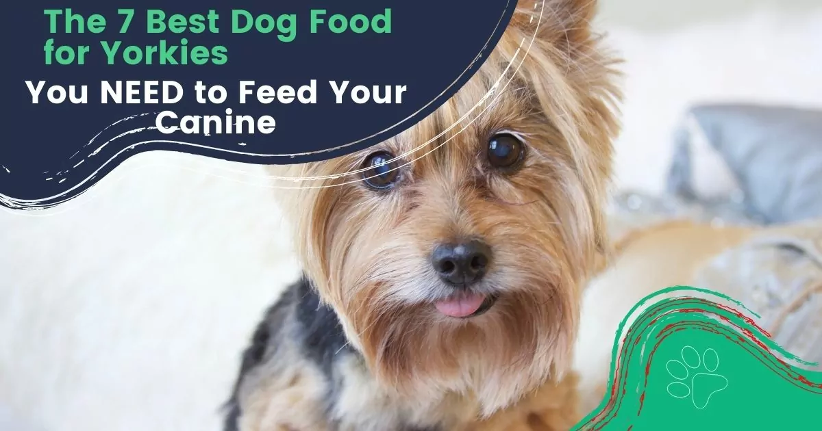 best dog food for yorkiess