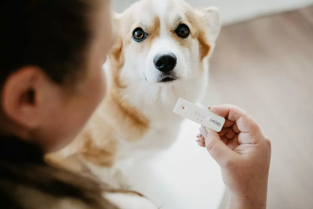 dog pregnancy test
