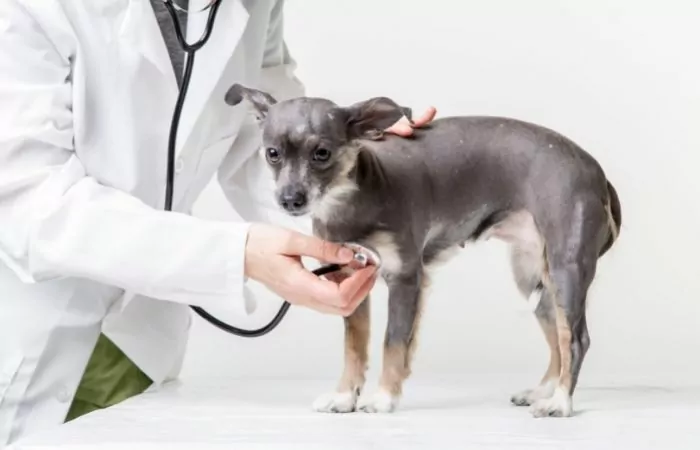 small grey dog visiting veterinarian