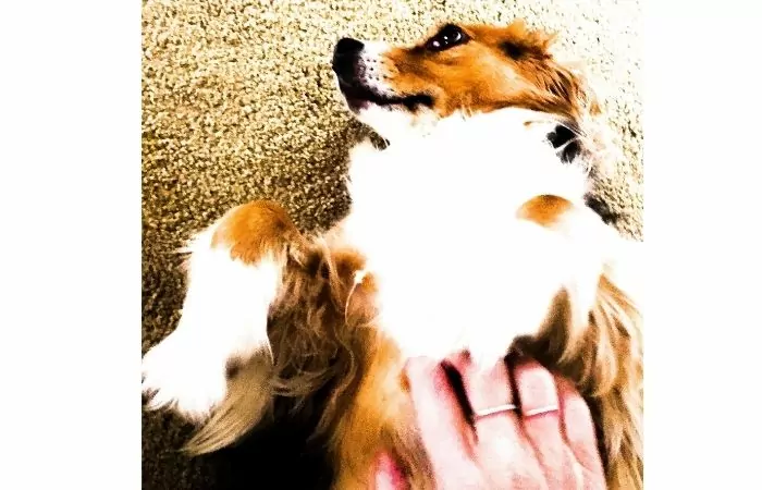 why do dogs like belly rubs