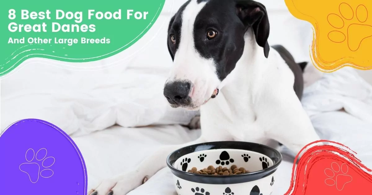 8 Best Dog Food For Great Danes And Other Large Breeds