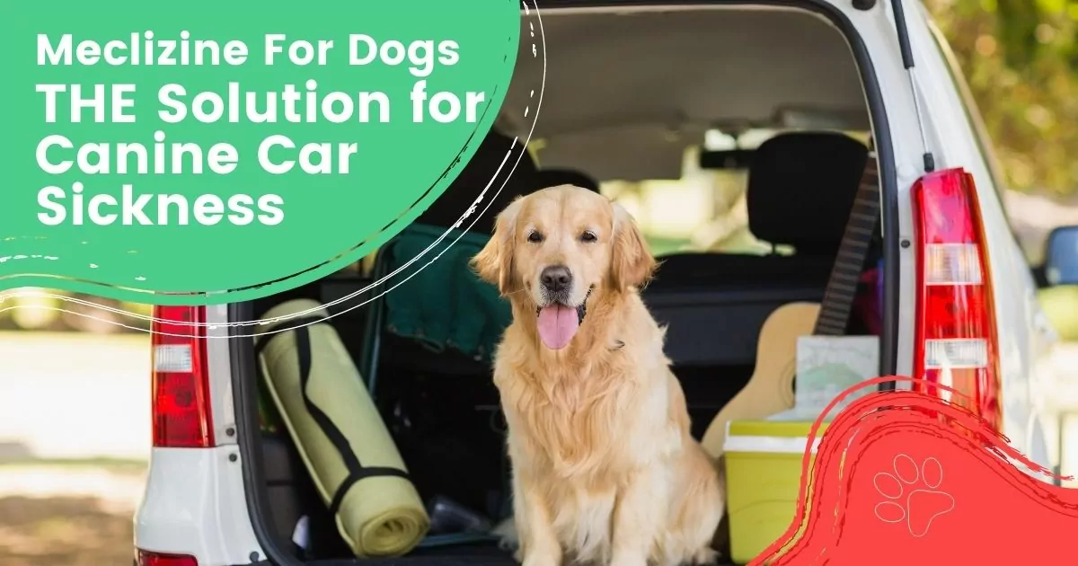 Meclizine For Dogs THE Solution for Canine Car Sickness