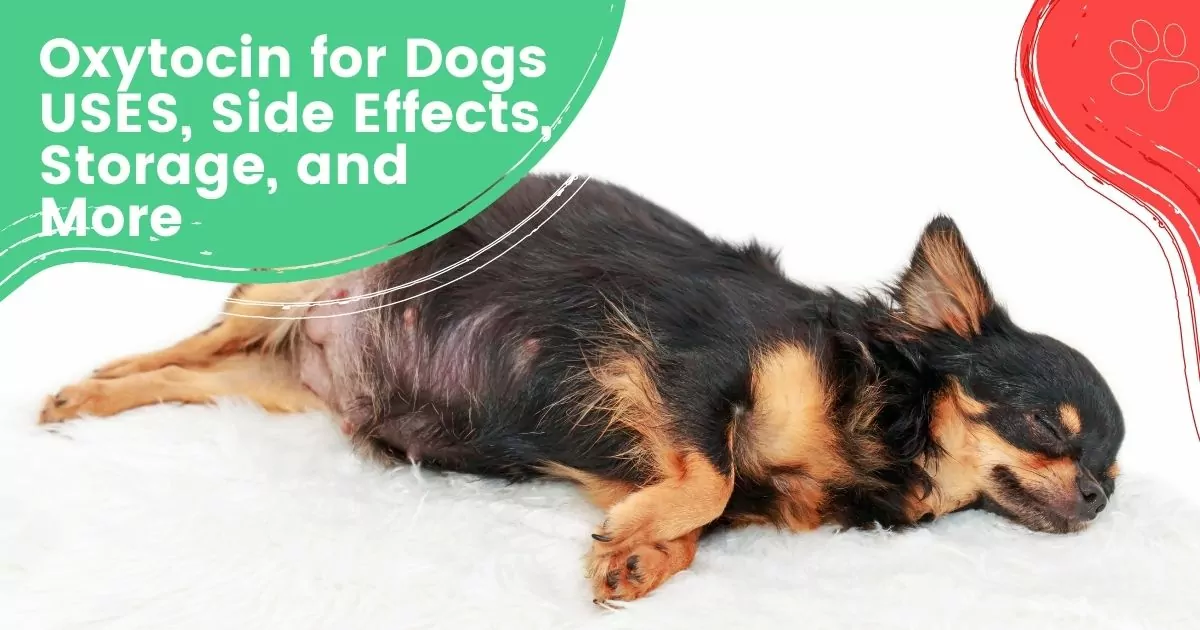 Oxytocin for Dogs - USES, Side Effects, Storage, and More