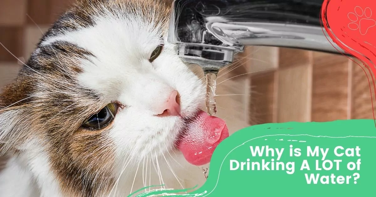 Why is My Cat Drinking A LOT of Water?