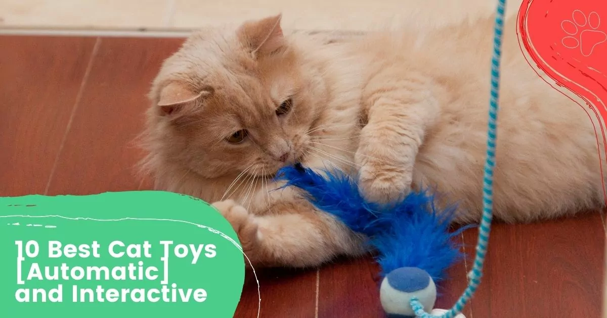 10 Best Cat Toys [Automatic] and Interactive