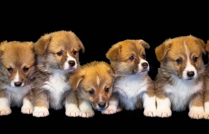 Corgi puppies sitting in a row