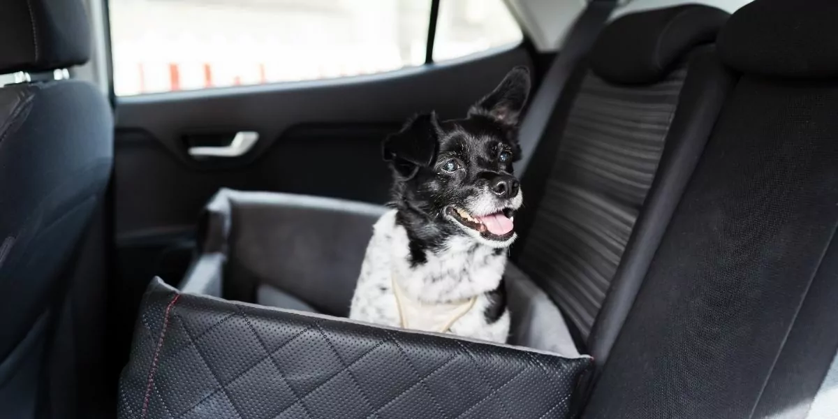 dog in a car seat