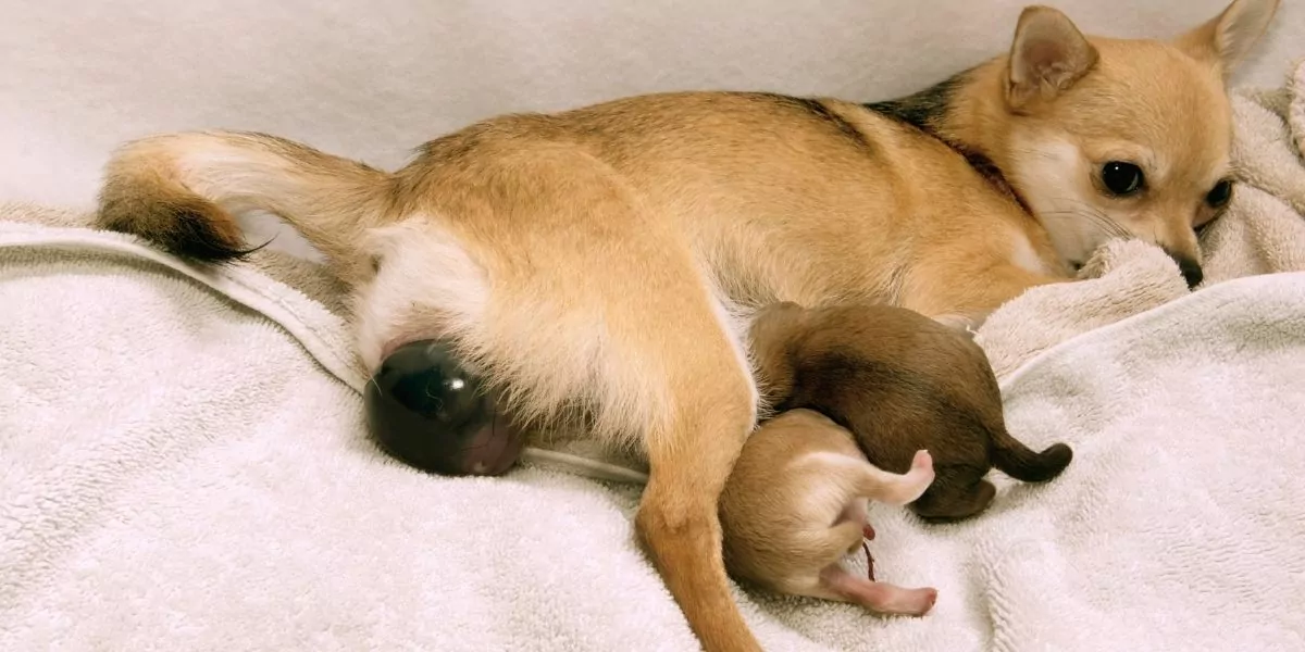 dog giving birth