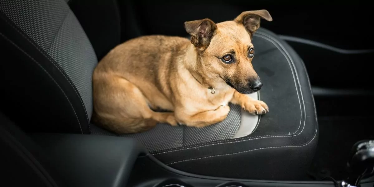 dog on a car seat