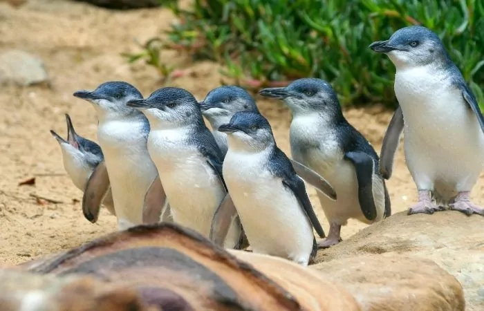 blue penguins on a beach