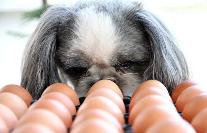 Rezumar Ondas cama Pueden los perros comer cáscaras de huevo? SÍ, pero [lea esto primero] - Me  encanta la veterinaria