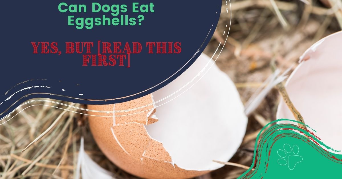 Can Dogs Eat Eggshells? YES, But [Read This First]