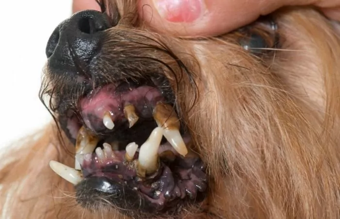 dog tartar build up on teeth
