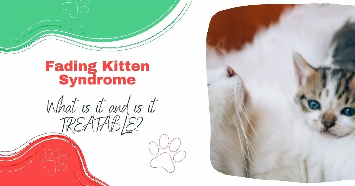 fading kitten syndrome