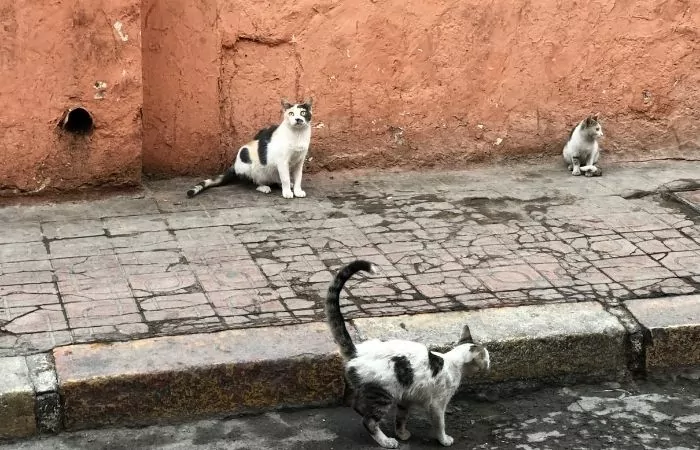 feral cat colony