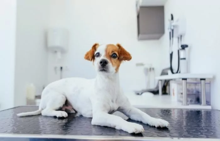how often should i take my dog to the vet