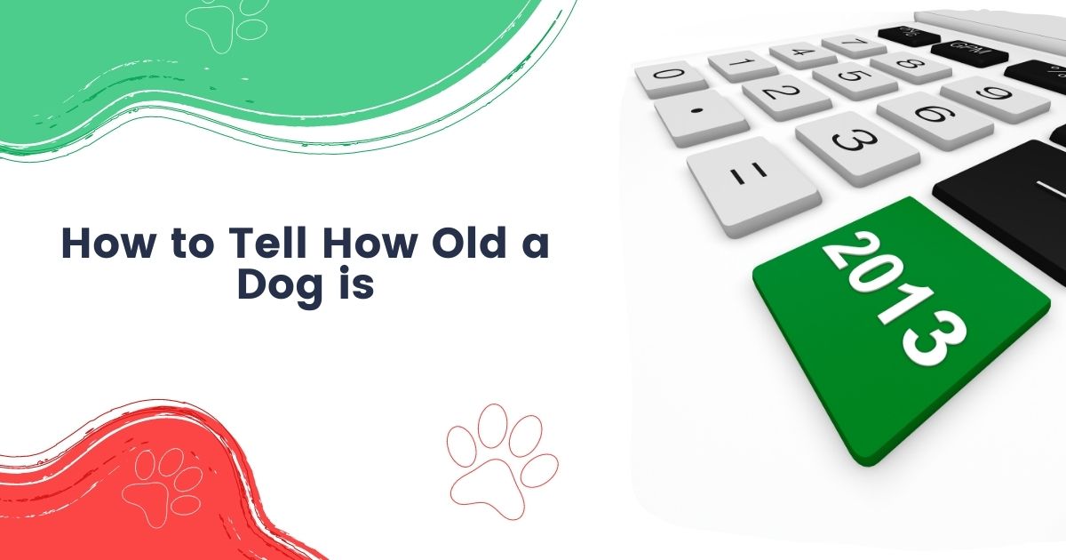how to tell how old a dog is