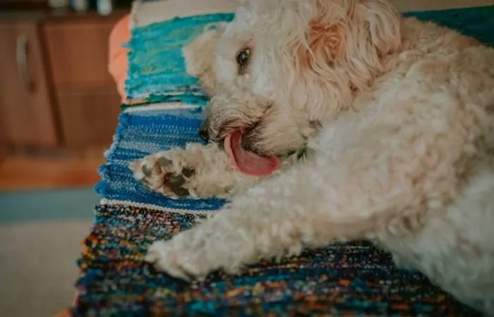 poodle licking paw I Love Veterinary - Blog for Veterinarians, Vet Techs, Students