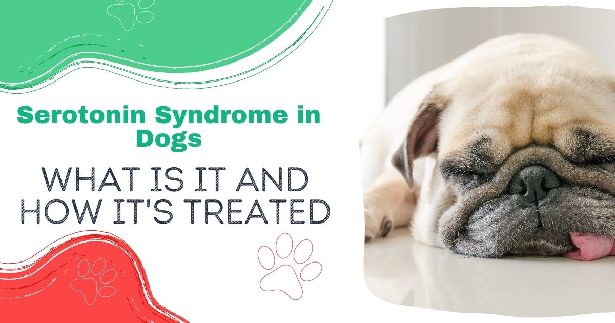 serotonin syndrome in dogs