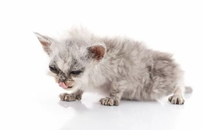 sickly gray kitten