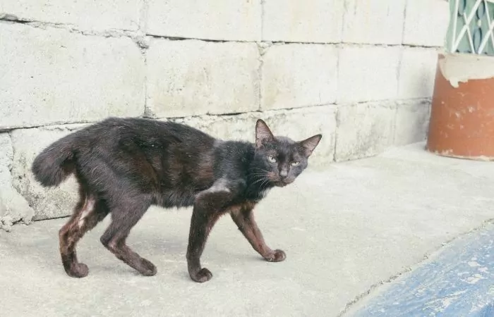 stray black and brown cat