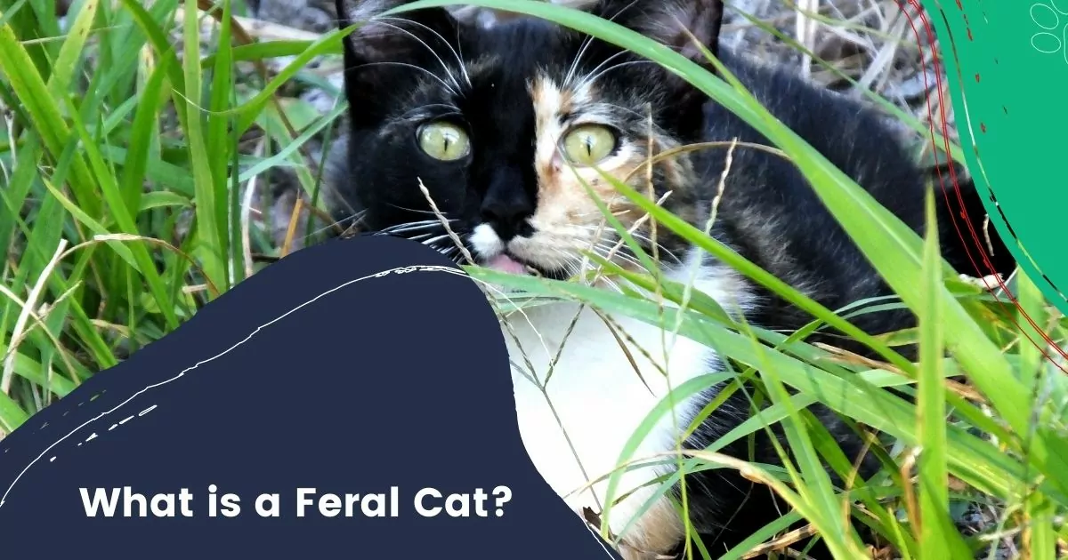 what is a feral cat
