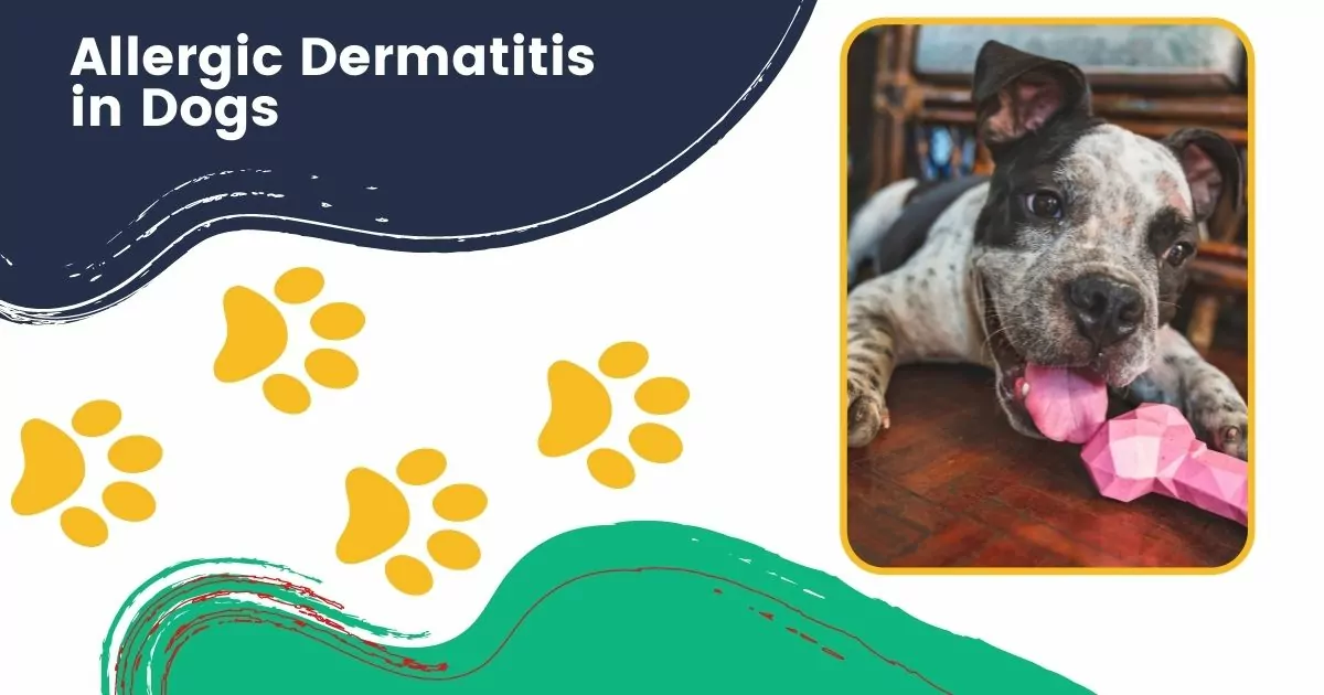 allergic dermatitis in dogs