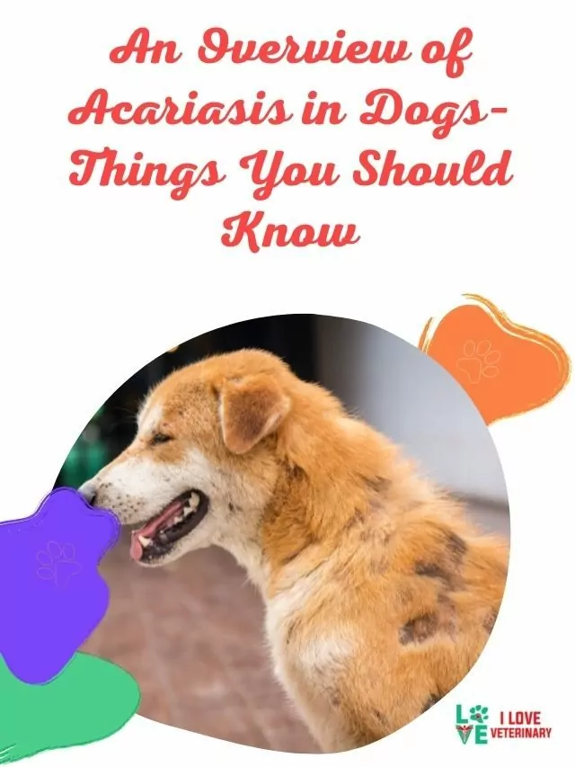 An Overview of Acariasis in Dogs–Things You Should Know