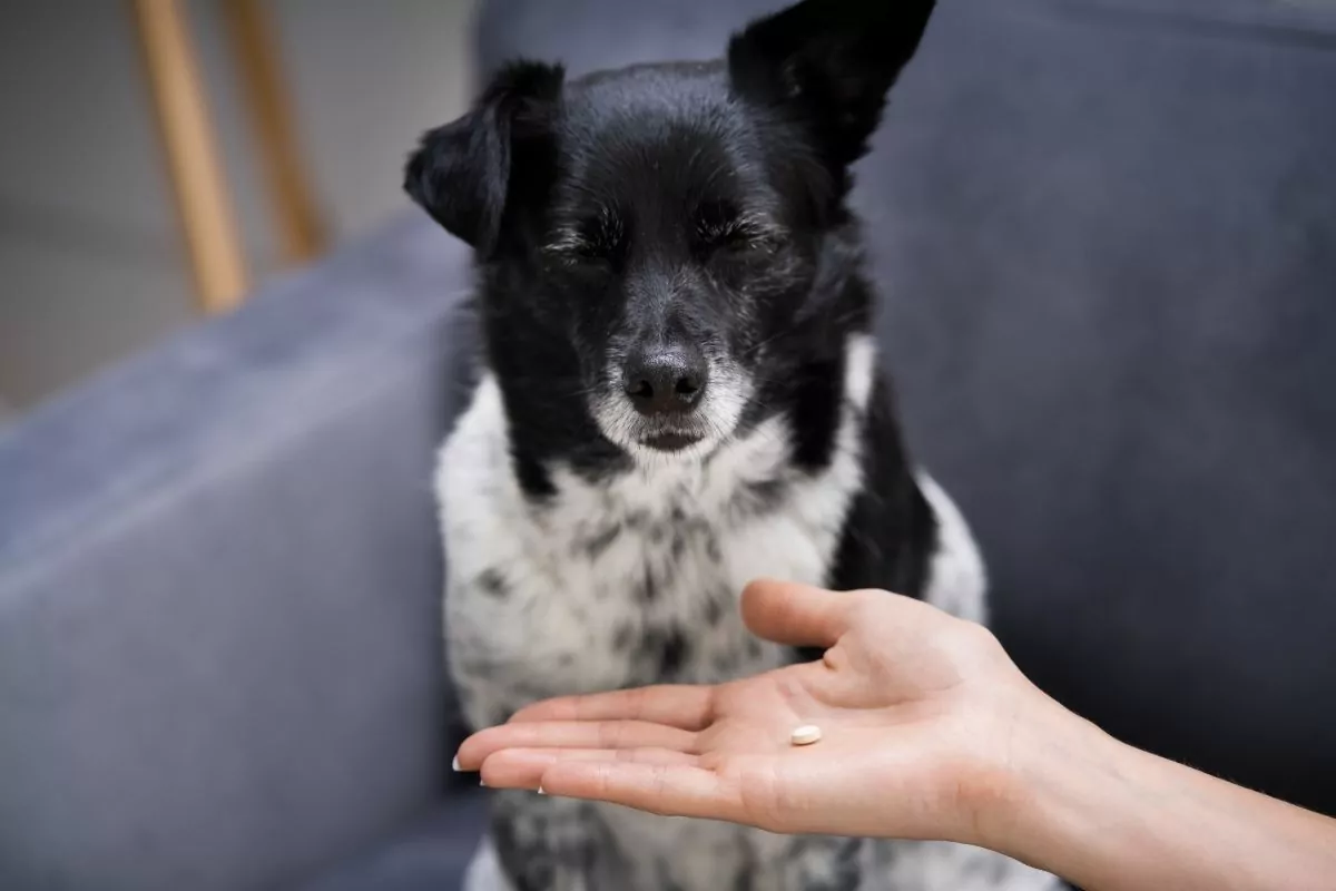 Animal Dog Pill Treatment