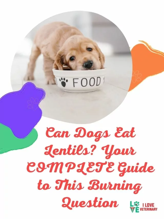 Can Dogs Eat Lentils? Your COMPLETE Guide to This Burning Question
