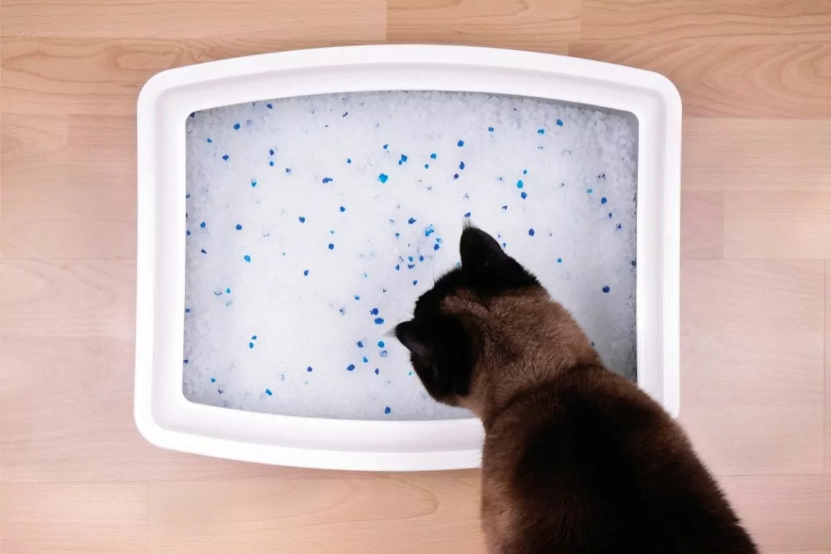 Cat Examines Kitty Litter Box