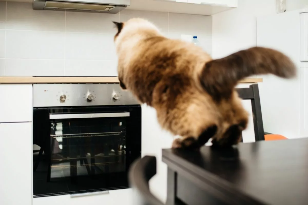 Cat jumping from table to counter