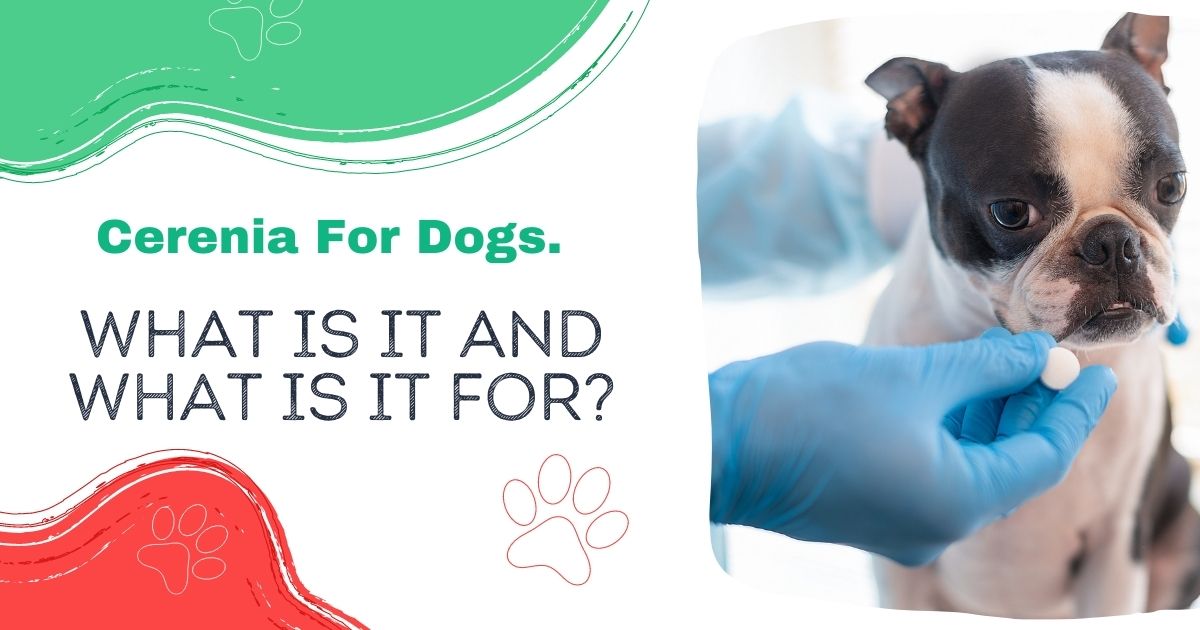 Forkortelse Ledig krone Cerenia für Hunde. Was ist das und wofür ist es? - Ich liebe Tierarzt