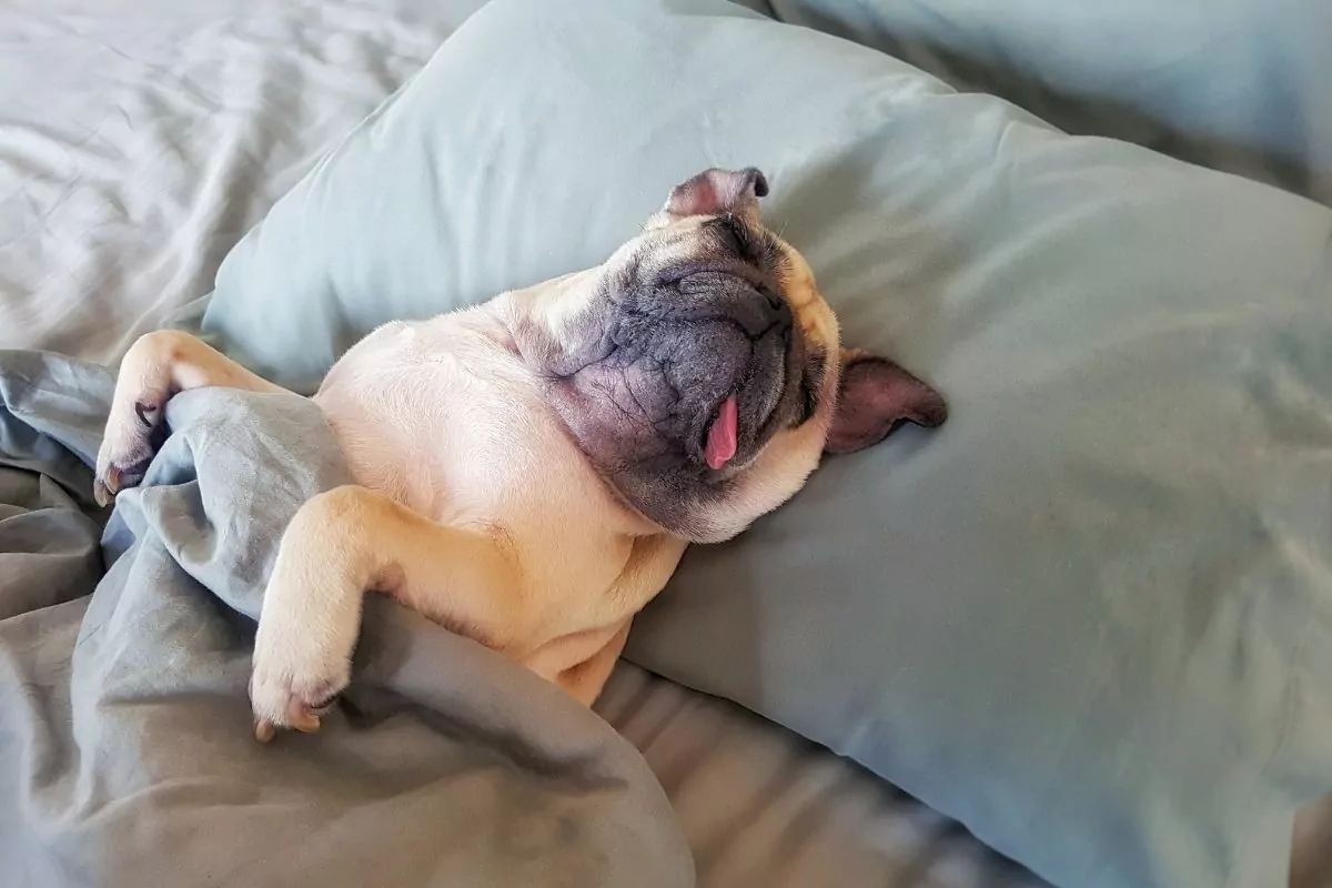 Cute pug dog sleep on pillow 