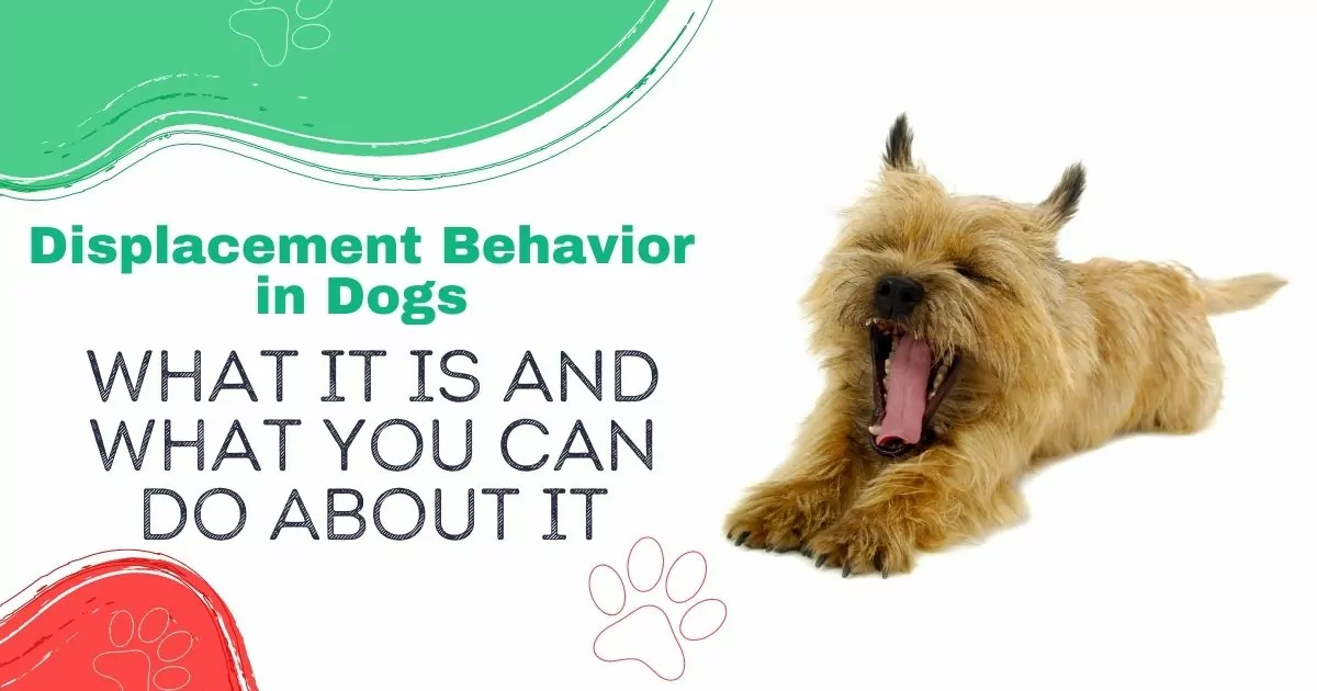 displacement behavior in dogs