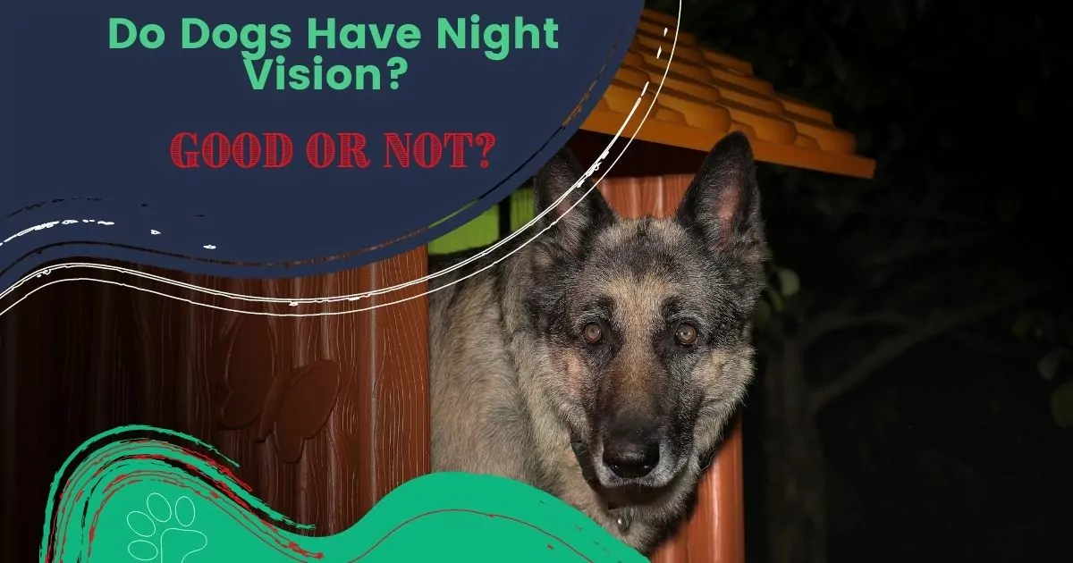do dogs have night vision
