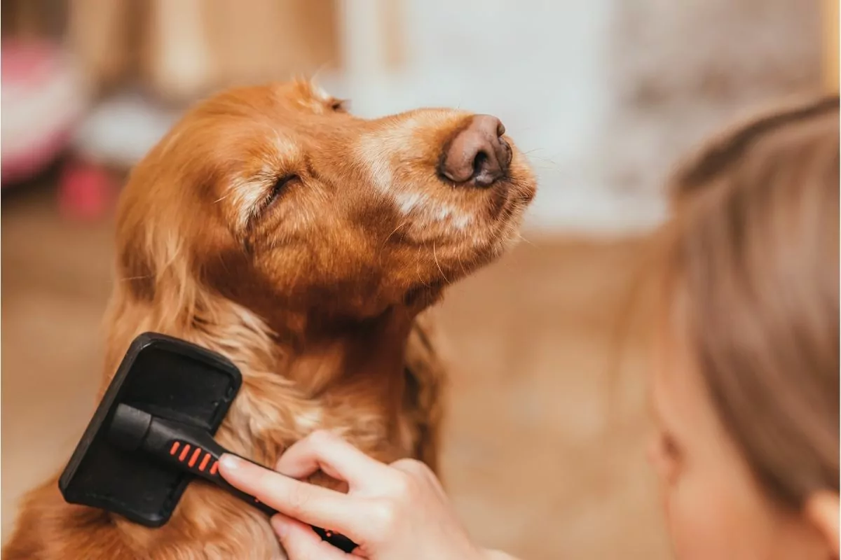 Dog Getting Its Hair Brushed