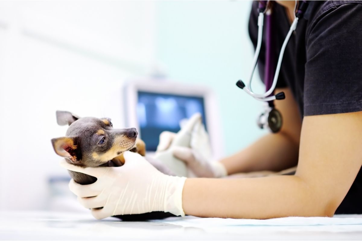 Dog Having Ultrasound Scan